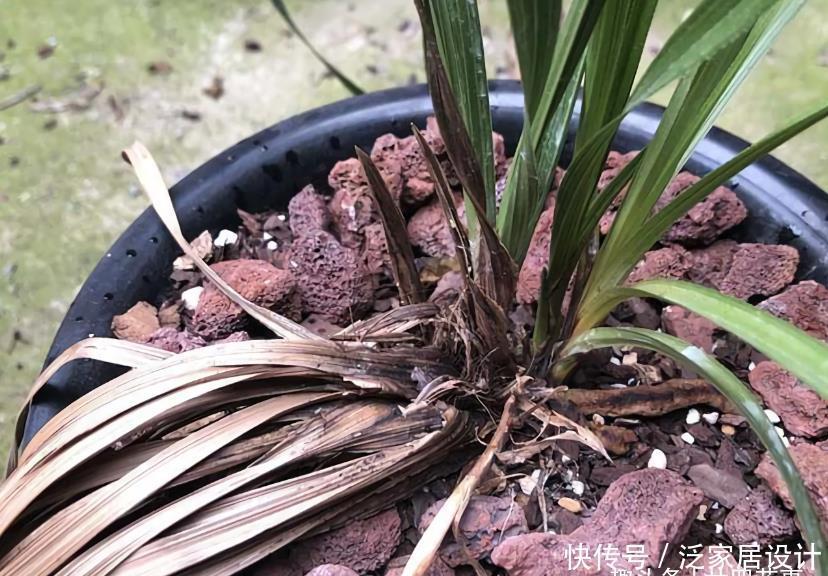 叶基|兰花度夏,“两腐”是大难题,6招预防3招治疗,小心谨慎过夏天