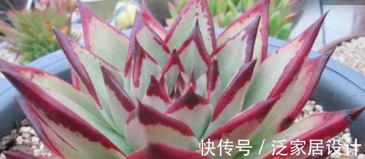 植株|号称“巨无霸”的3种多肉,好养护易群生,小半年长成脸盆大