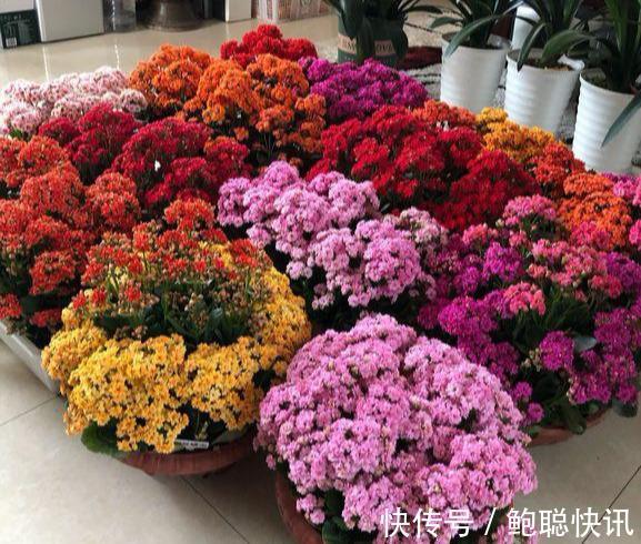 长寿花“半死不活”僵一年3点大营救,浇点促花肥,花苞挤满盆