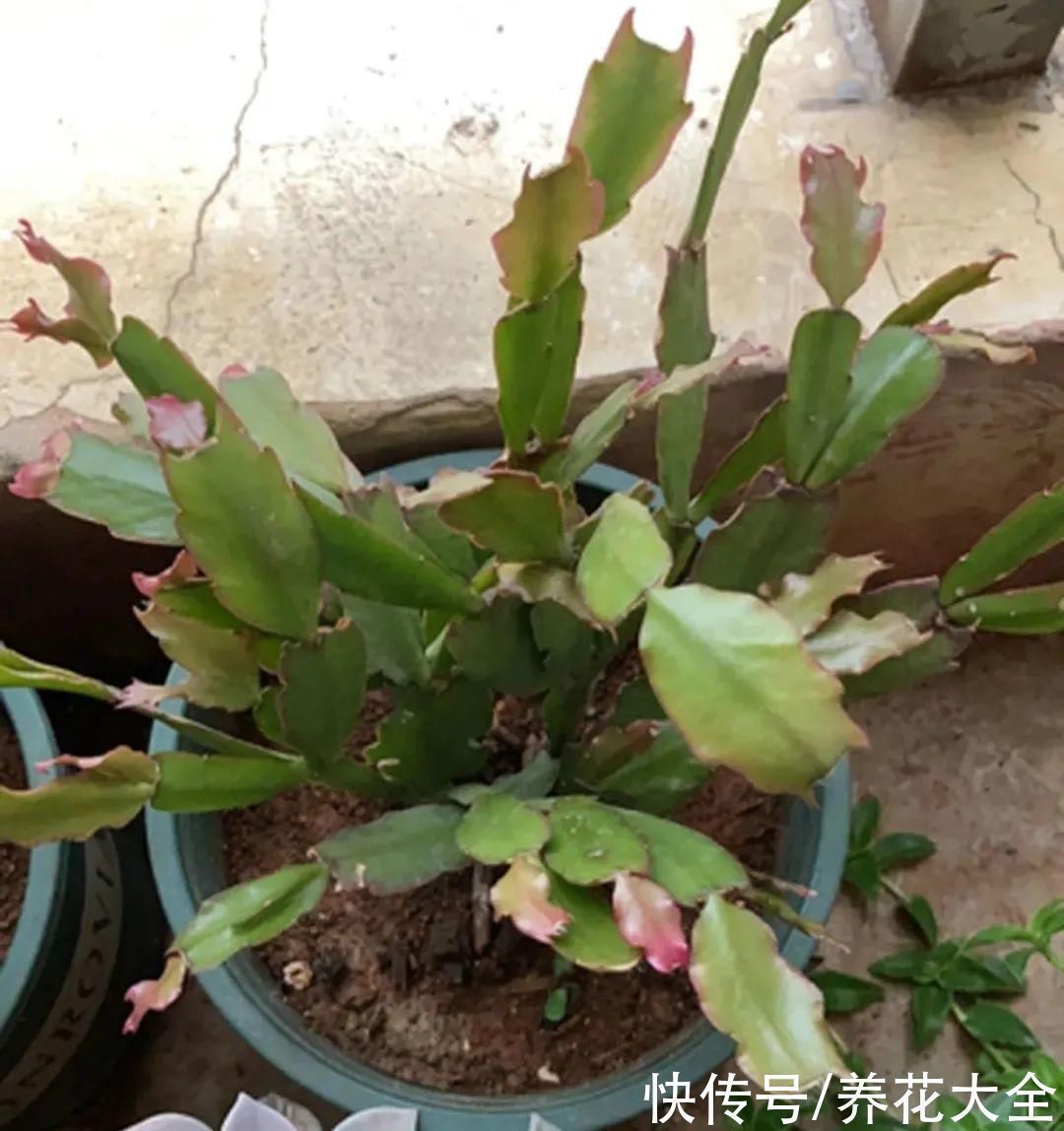 9种花,夏天休眠了,一定少浇水,否则越浇越死