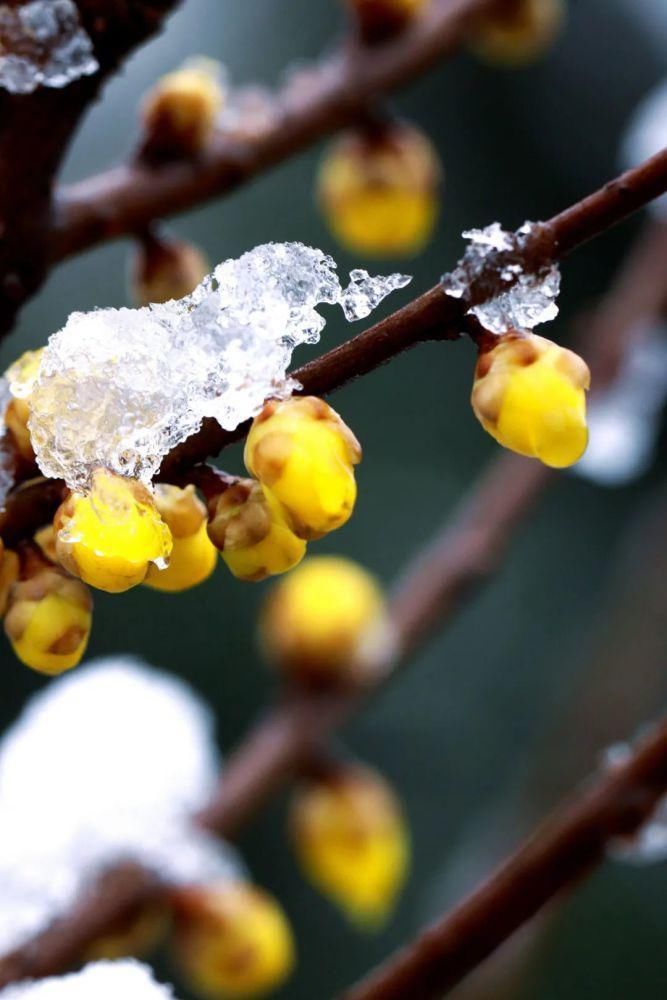 腊八节|十首腊八的诗词,品味诗书中的腊八节!