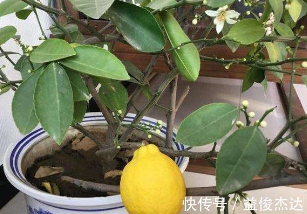 聪明人都养“4种花”,身体越住越健康,起码长寿十年