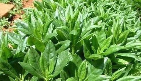 美容养颜|女人过了30岁，立秋之前多吃3种食物，美容养颜，补血益气身材棒