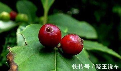 叶子上开花结果的植物您见过吗,它就是青荚叶