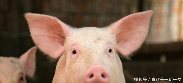 宋朝|《水浒传》里,动不动就两斤牛肉,古代老百姓真的有机会吃肉?