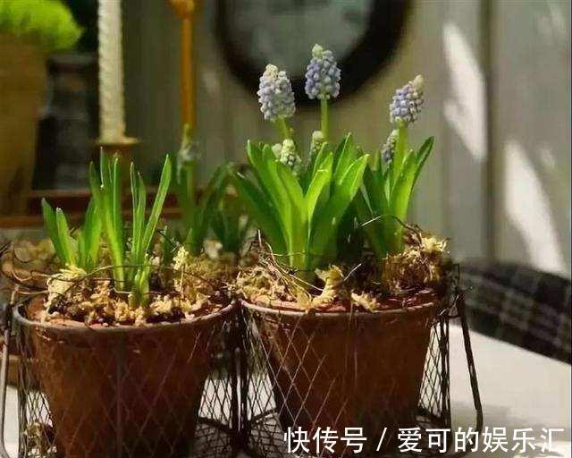 养花不会施肥,那你需要看看这个,为你的花选对肥