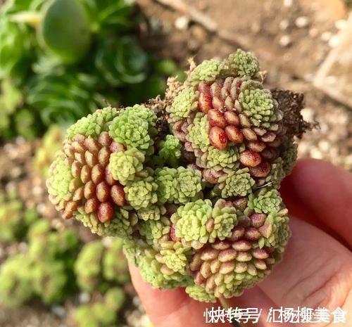 公认难养的4种高颜值多肉，谁养谁后悔，能养好的都是高手！