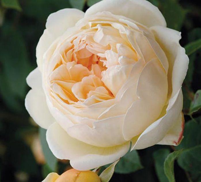 养花就养4种花，家里养一盆，花期长达200天，阳台养出小花园