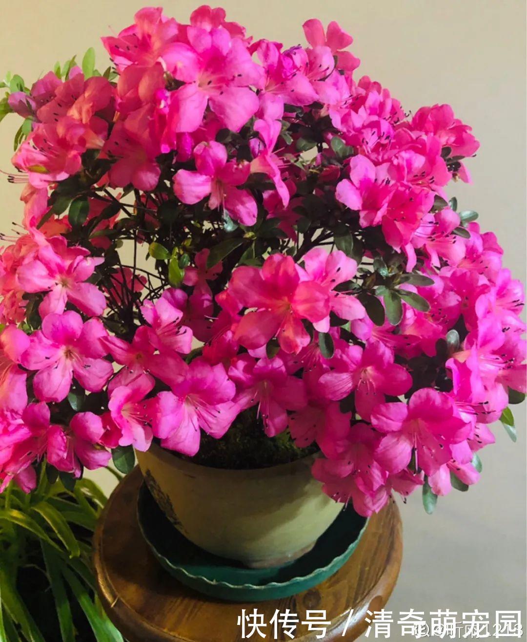 潮湿|超级“喜水”的花,3天不浇水,就离死不远了