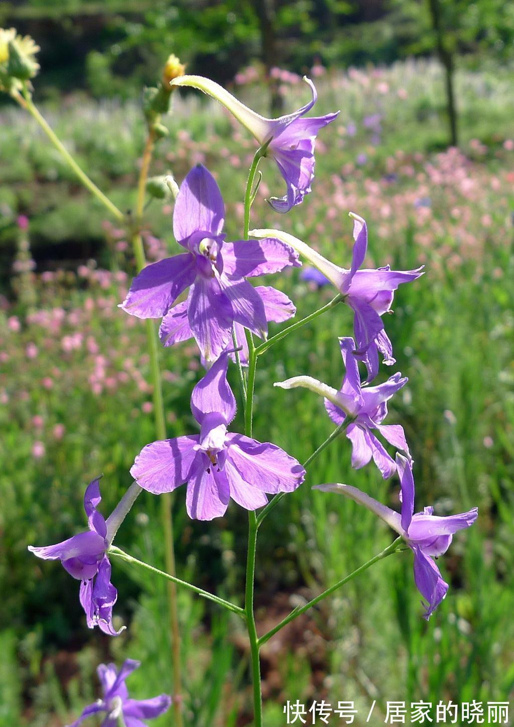 越漂亮的花越“有毒”！快来认识这12种大毒花，涨“知识”不吃亏