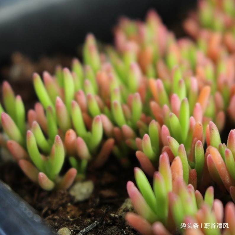 养多肉的过程充满乐趣，，好看的多肉应该如何养护