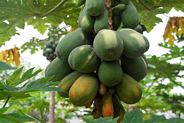 水果|女人经期多吃以下3种水果,能排出身体中的污血,不妨试试