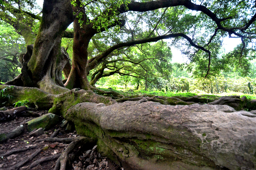 农村一种植物,人称“树王”,好种容易活,做盆栽盆景漂亮
