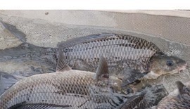 这种鱼种肉质鲜嫩，营养价值与600元一斤的价格配得上！