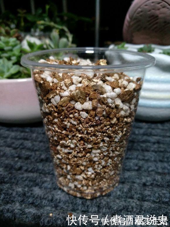 生根|扦插最佳时期到了,有这花赶紧插,沾土就能活!