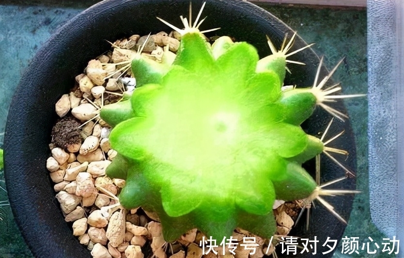 9种养不死的花，绿萝只能排最后，再养不活就剁手吧