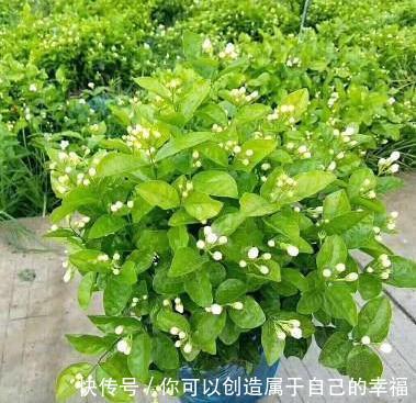 茉莉浇点“生根水”，瞬间长出“大粗根”，枝芽乱窜，花苞成片