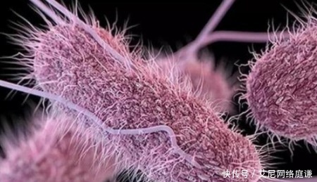 家里面|这个美国女人,让五十多人因伤寒病故,传染的人不计其数