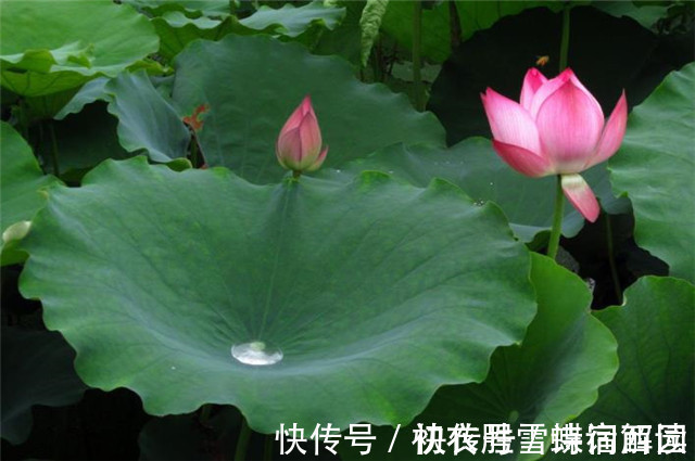 郭震&雨露荷花七首,杜甫写得清艳,李商隐写得忧伤,杨万里写得俏皮