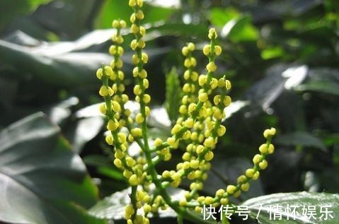 这花开起来像小金珠，香味胜似香兰，整栋楼邻居都被迷倒！