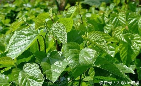 乌黑亮丽|白发不用染，农村常见叶子来洗头，坚持半月，能让头发乌黑亮丽