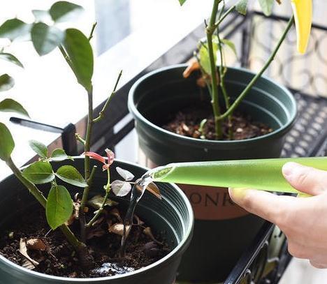 养花就浇3种水，养分足，土壤透气性高，啥花都喜欢