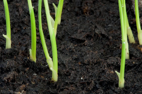 养好花离不开好的土壤，8种适合家庭养花的土壤，养花爆盆