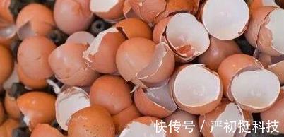 垃圾分类篇4个养花小技巧，让你弄清楚这些垃圾的真正用途