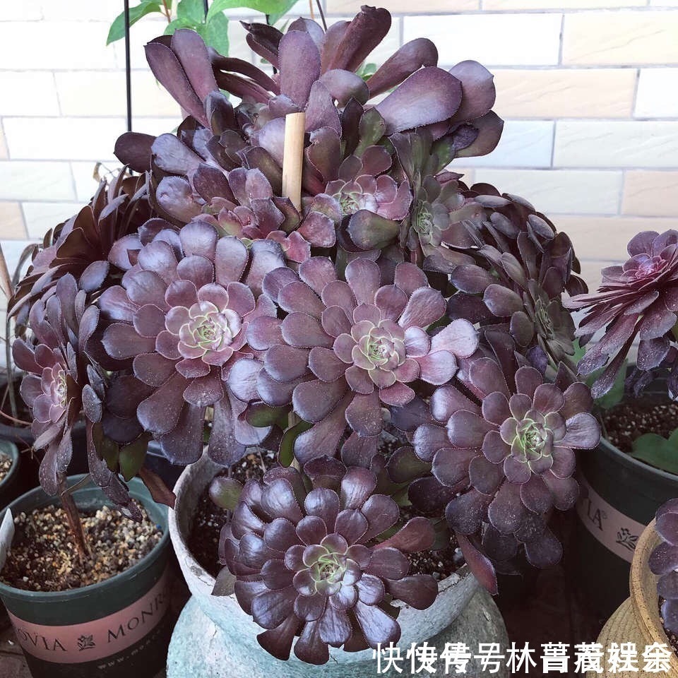 三元缓释肥|养多肉5年，告诉你4种“多肉”值得养，秋天晒一晒，10天变彩色