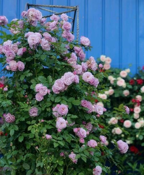  绚丽|这3款月季花色新颖，开花后像“彩虹”一样绚丽，不用打理就爆盆