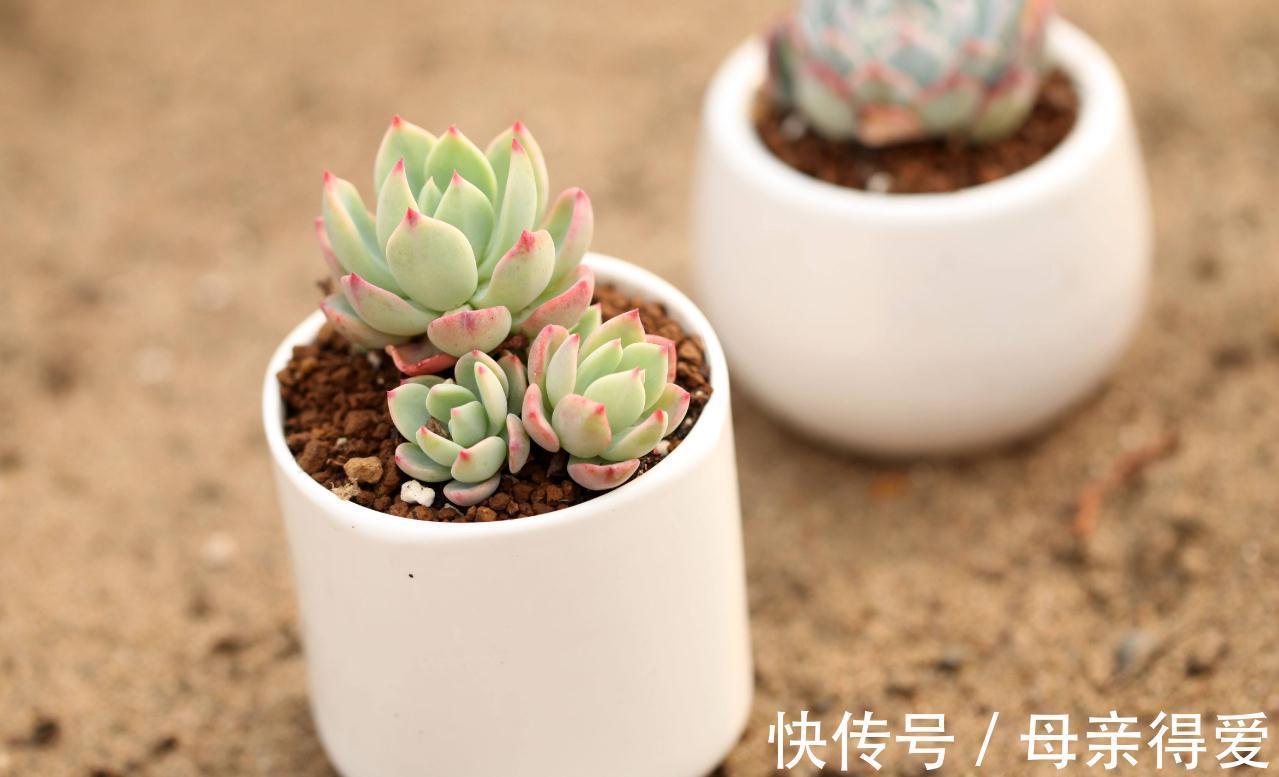 新手种植多肉这样配土,不但不会烂根掉叶,还能服盆好爆盆快