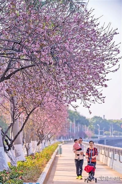 山坡|百花齐放春意闹