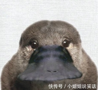 |“笑话:高考查到分数后,我对班主任说:还真被你这个乌鸦嘴说中了”