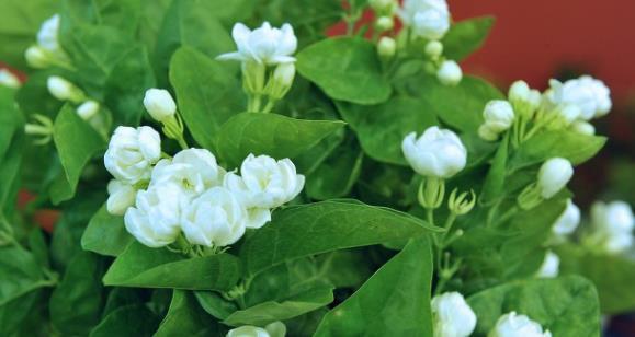 兰花|6种北方不适合养的花卉,技术不到位容易死,非高手就不要考虑了