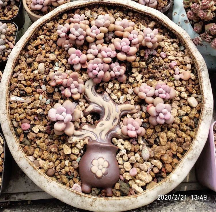 养肉多年的新手我相信它们一定可以变得更美丽!