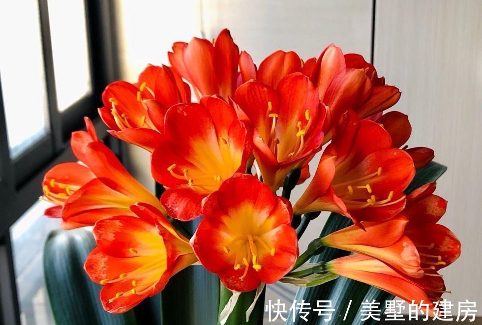 叶片|秋季养君子兰的2个正确步骤，叶片厚绿，花期顺利开出“手捧花”
