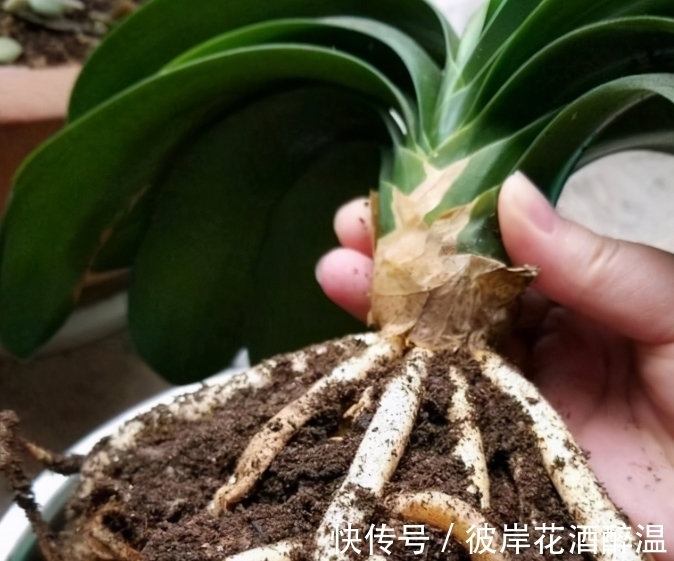 如何让君子兰主动开花?给你4个建议,到时间就开,不用发愁