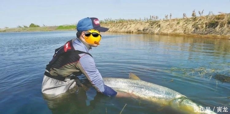 中国还有这地方田间地头的水沟，竟藏着60斤的“水老虎”