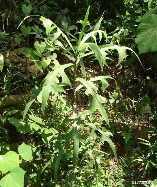 野菜|年轻人路边薅1把“网红野菜”回家,老人:这不就是当年的猪草吗