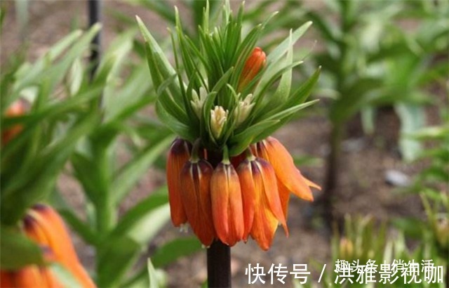 院子养花,不妨试试“花中精品” 帝王贝母,花香四溢,万紫千红