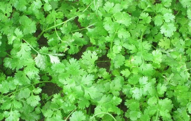 你爱吃香菜吗?香菜的功效与作用你知道多少呢?快来看看吧!