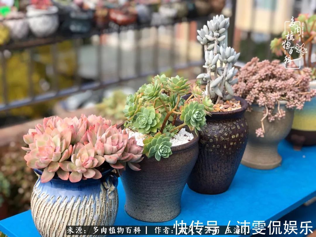 深秋里,种多肉、赏多肉、会肉友,马不停蹄快乐多!