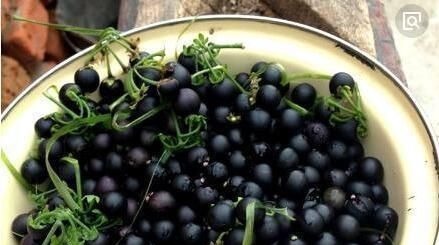 这种花是“解毒高手”，家里养一盆，再也不怕“小病小灾”