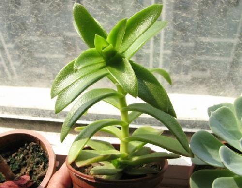 养多肉植物,做忌3点,难怪一养就徒长,现在改正还不晚