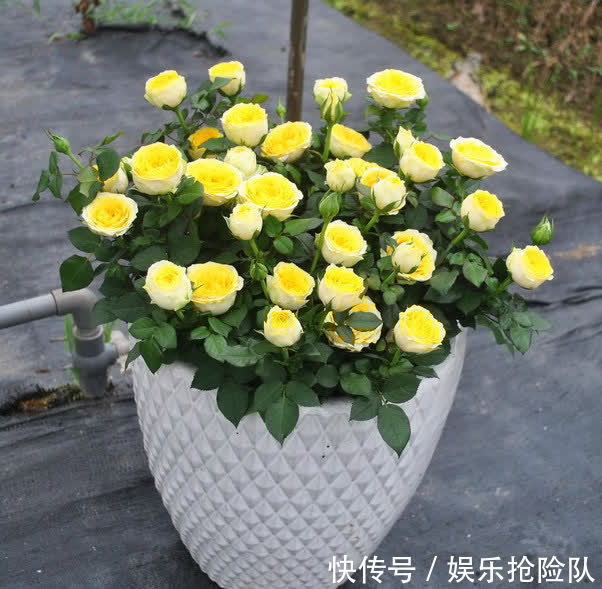 月季|养月季首选海神王阳台，9月把握住4点，花开一茬挨着一茬