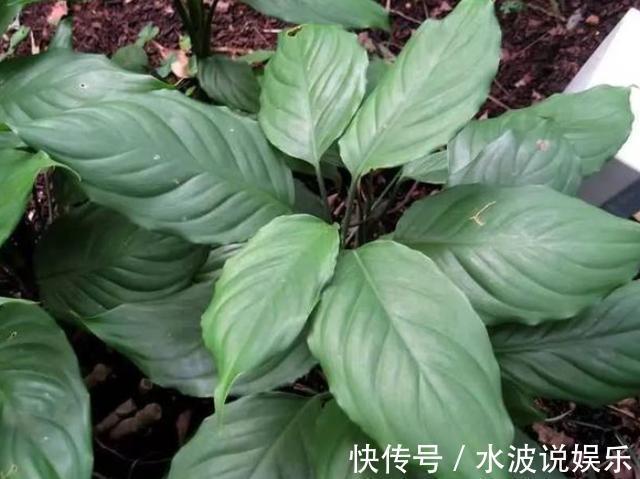 薄荷花|卫生间、浴室异味大咋办别再喷洒香水遮掩，放上它们就够了