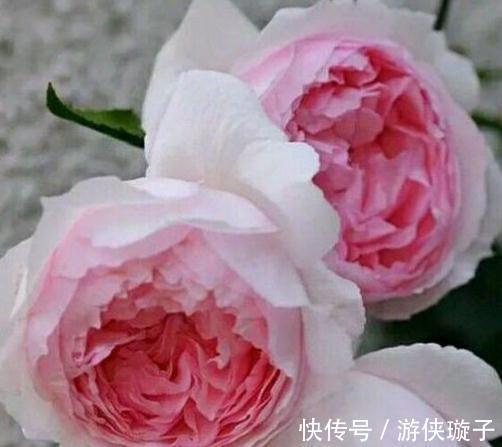 有机肥|月季花为什么开花越来越浅,颜色越来越淡,3个原因区分对待