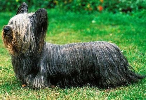 除了柯基 腿特别短的狗狗还有这些 宠主我喜欢第二种 快资讯