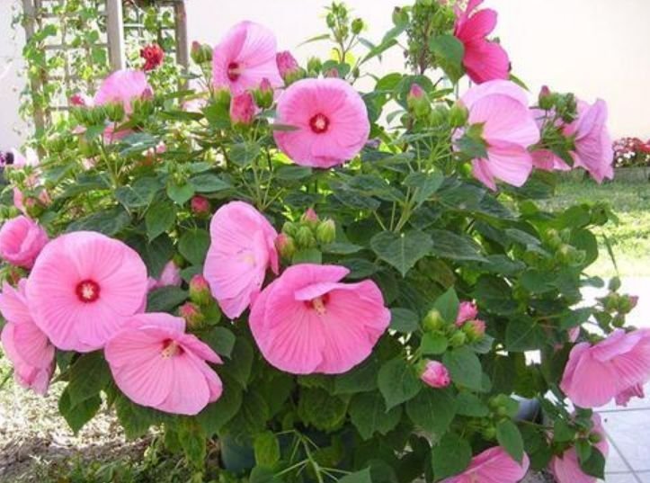 夏天养此款花卉,不怕冷、不怕热,开花漂亮花期长!