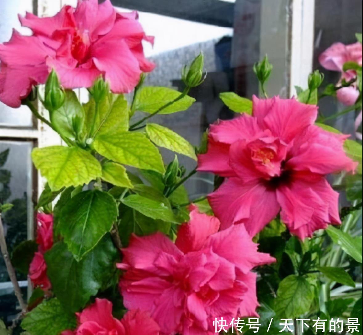 这些花不吉利又难听,开花再漂亮,也不敢在家养